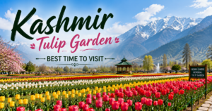 Veetrips Kashmir Tulip Garden best time to visit