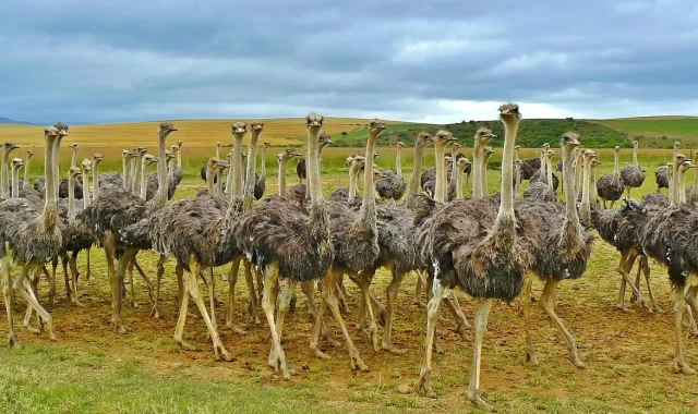 The 25 Best Places to Travel in 2025 – South Africa The 25 Best Places to Travel in 2025 - South Africa